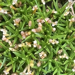 Scleranthus biflorus (Twin-flower Knawel) at Countegany, NSW - 10 Mar 2025 by JaneR