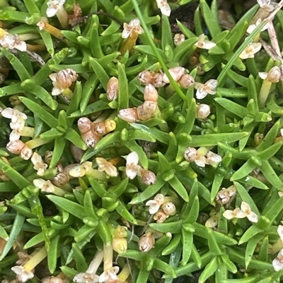 Scleranthus biflorus (Twin-flower Knawel) at Countegany, NSW - 10 Mar 2025 by JaneR