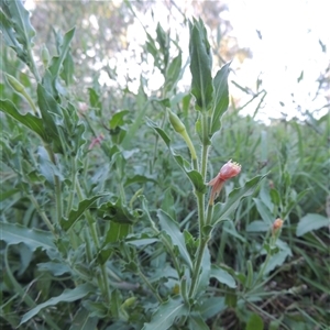 Oenothera indecora subsp. bonariensis (Small-flower Evening Primrose) at Tharwa, ACT - 19 Jan 2024 by MichaelBedingfield