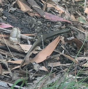 Eulamprus heatwolei (Yellow-bellied Water Skink) at Uriarra Village, ACT - 7 Feb 2025 by ryanbadowski