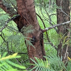 Acacia mearnsii (Black Wattle) at Kangaroo Valley, NSW - Today by lbradley