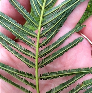 Acacia mearnsii at Kangaroo Valley, NSW - 11 Mar 2025 09:37 AM