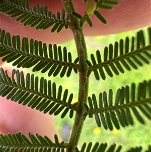 Acacia mearnsii at Kangaroo Valley, NSW - 11 Mar 2025 09:37 AM