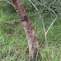 Acacia decurrens at Kangaroo Valley, NSW - 11 Mar 2025 by lbradley