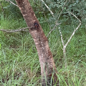 Acacia decurrens at Kangaroo Valley, NSW - Today by lbradley