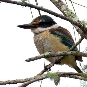 Todiramphus sanctus (Sacred Kingfisher) at Mogo, NSW - 19 Feb 2025 by jb2602