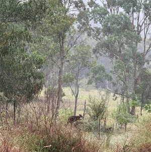 Wallabia bicolor at Orangeville, NSW - 11 Mar 2025 08:44 AM