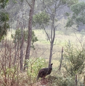 Wallabia bicolor at Orangeville, NSW - 11 Mar 2025 08:44 AM