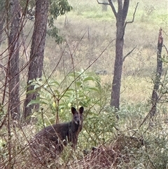 Wallabia bicolor at Orangeville, NSW - 11 Mar 2025 08:44 AM