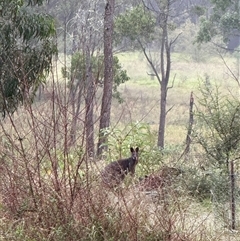 Wallabia bicolor at Orangeville, NSW - 11 Mar 2025 08:44 AM