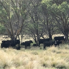 Bos taurus (Wild Cattle) at Mount Clear, ACT - 8 Mar 2025 by PeterR