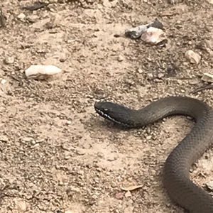 Drysdalia coronoides (White-lipped Snake) at Mount Clear, ACT - 8 Mar 2025 by PeterR