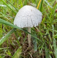 Panaeolus sp. (Panaeolus) at Orangeville, NSW - 11 Mar 2025 by belleandjason