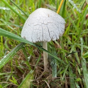 Panaeolus sp. (Panaeolus) at Orangeville, NSW - Yesterday by belleandjason