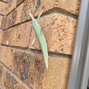 Tropidoderus childrenii (Children's stick-insect) at Queanbeyan West, NSW - Today by Paul4K