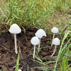 Panaeolus sp. (Panaeolus) at Orangeville, NSW - Today by belleandjason