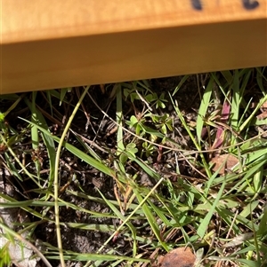 Oxalis sp. (Wood Sorrel) at Rendezvous Creek, ACT - 15 Feb 2025 by JamesVandersteen