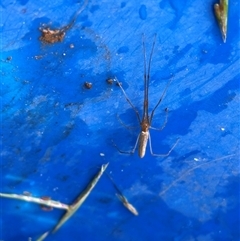 Tetragnatha sp. (genus) at Kangaroo Valley, NSW - Yesterday 11:12 AM