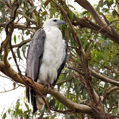 Haliaeetus leucogaster (White-bellied Sea-Eagle) at Jeremadra, NSW - 19 Feb 2025 by jb2602