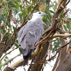Haliaeetus leucogaster at Jeremadra, NSW - suppressed