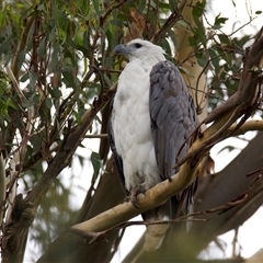 Haliaeetus leucogaster at Jeremadra, NSW - suppressed