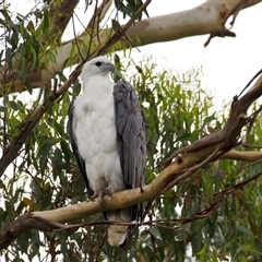 Haliaeetus leucogaster at Jeremadra, NSW - suppressed