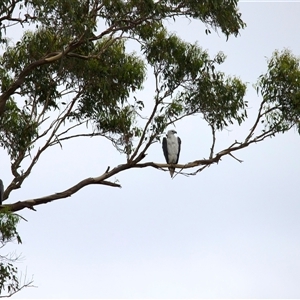 Haliaeetus leucogaster at Jeremadra, NSW - suppressed