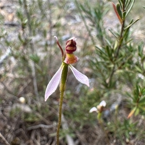 Eriochilus cucullatus (Parson's Bands) at Sutton, NSW - 8 Mar 2025 by Whirlwind