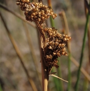 Juncus sp. at Shannons Flat, NSW - 28 Feb 2025 by AndyRoo