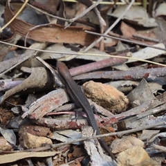 Lampropholis delicata (Delicate Skink) at Yarralumla, ACT - 11 Mar 2025 by SandraH