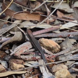 Lampropholis delicata (Delicate Skink) at Yarralumla, ACT - Yesterday by SandraH