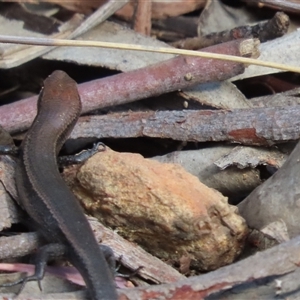 Lampropholis delicata at Yarralumla, ACT - Yesterday 12:11 PM