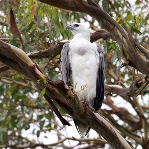 Haliaeetus leucogaster (White-bellied Sea-Eagle) at Jeremadra, NSW - 19 Feb 2025 by jb2602