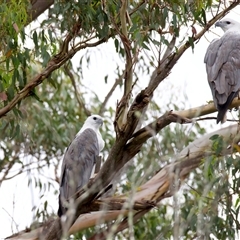 Haliaeetus leucogaster at Jeremadra, NSW - 19 Feb 2025 11:15 AM