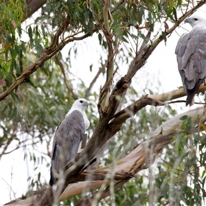 Haliaeetus leucogaster at Jeremadra, NSW - 19 Feb 2025 11:15 AM