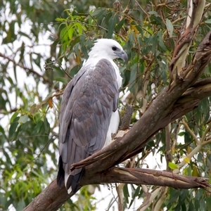 Haliaeetus leucogaster at Jeremadra, NSW - 19 Feb 2025 11:15 AM