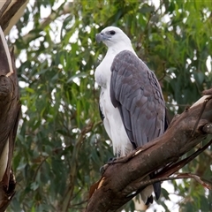 Haliaeetus leucogaster at Jeremadra, NSW - 19 Feb 2025 11:15 AM