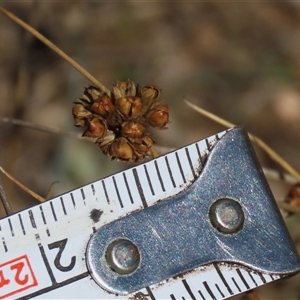 Luzula densiflora at Shannons Flat, NSW - 28 Feb 2025 by AndyRoo