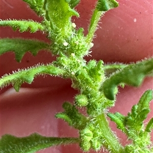 Dysphania pumilio (Small Crumbweed) at Kangaroo Valley, NSW - Today by lbradley