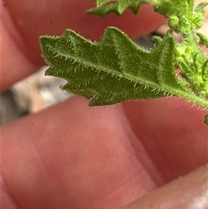 Dysphania pumilio at Kangaroo Valley, NSW - suppressed