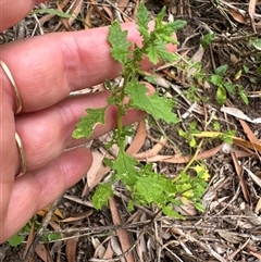 Dysphania pumilio at Kangaroo Valley, NSW - suppressed