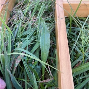 Plantago lanceolata (Ribwort Plantain, Lamb's Tongues) at Rendezvous Creek, ACT - 15 Feb 2025 by JamesVandersteen