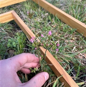 Centaurium erythraea (Common Centaury) at Rendezvous Creek, ACT - 15 Feb 2025 by JamesVandersteen