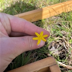 Hypoxis hygrometrica var. hygrometrica (Golden Weather-grass) at Rendezvous Creek, ACT - 15 Feb 2025 by JamesVandersteen