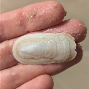 Scutus antipodes at Vincentia, NSW - 9 Mar 2025 11:15 AM