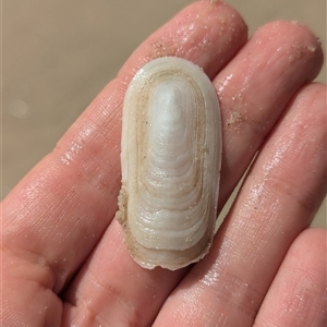 Scutus antipodes at Vincentia, NSW - 9 Mar 2025 11:15 AM