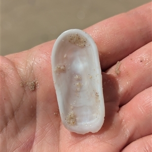 Scutus antipodes at Vincentia, NSW - 9 Mar 2025 11:15 AM