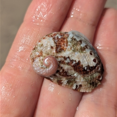 Unidentified Sea Snail or Limpet (Gastropoda) at Vincentia, NSW - 9 Mar 2025 by Miranda