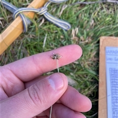 Euchiton japonicus at Rendezvous Creek, ACT - 15 Feb 2025 10:25 AM