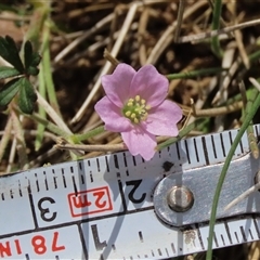 Geranium gardneri (Rough Crane's-Bill) at Shannons Flat, NSW - 28 Feb 2025 by AndyRoo